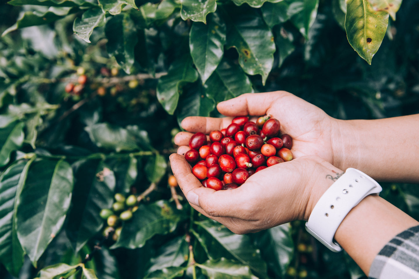 Red Bourbon Arabica